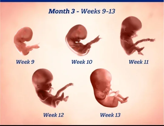 image about الحمل في الشهر الثالث: ماذا يحدث للجنين وما الذي تحتاجه الحامل؟