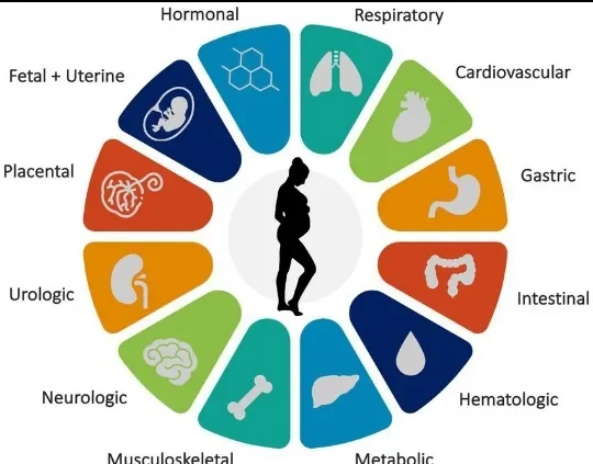 image about ماذا يحدث داخل جسم المرأة أثناء الحمل؟ تغيّرات هرمونية ودموية ومناعية لا تُرى بالعين