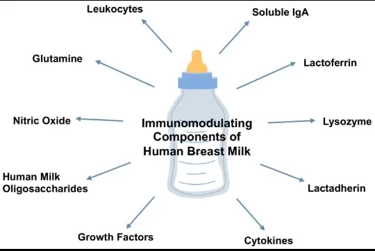 image about Breastfeeding: Why Does Breast Milk Change as the Baby Grows? Evidence-Based Benefits