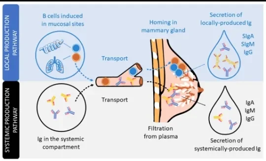 image about Breastfeeding: Why Does Breast Milk Change as the Baby Grows? Evidence-Based Benefits