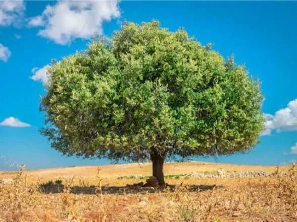 image about «شجرة الأركان.. الحكاية المغربية وراء الزيت الذي غزا العالم»