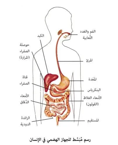 image about الجهاز الهضمي ومكوناته