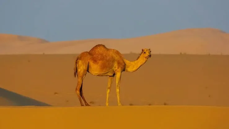 image about رمانة وصديق الصحراء.....