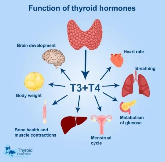 image about Thyroid Disorders, Weight Changes, and Pulse Irregularities: How Symptoms Overlap and Causes Differ