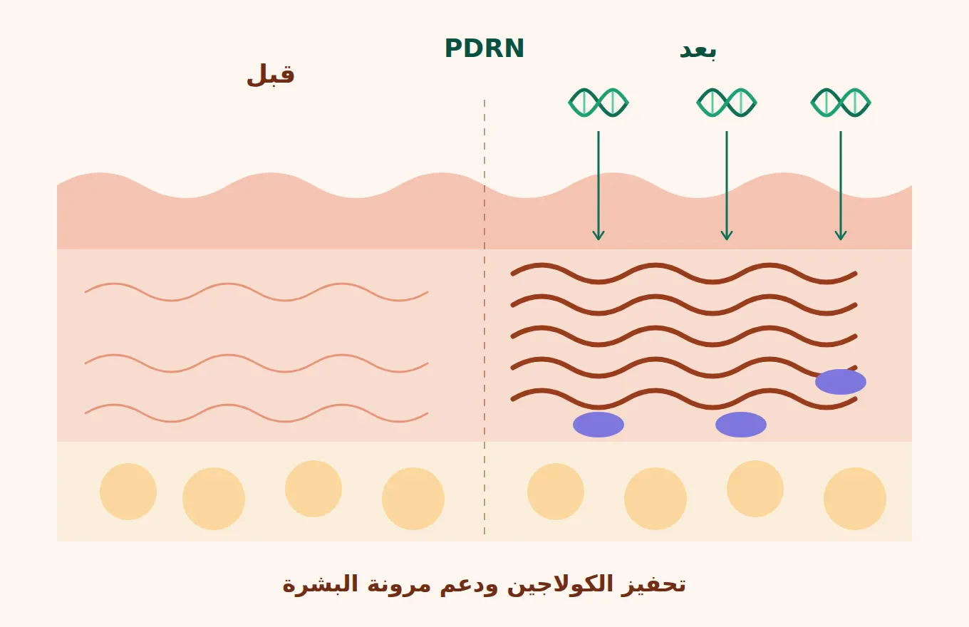 image about مكوّن جديد PDRN :  لماذا يتصدّر عالم العناية بالبشرة والمنتجات الكورية الجديدة، فما هو وهل يستحق كل هذة الضجة والتسويق ؟