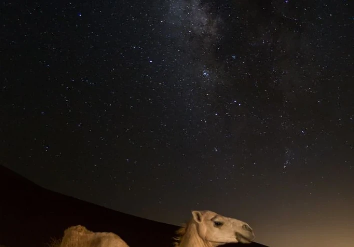 الجمل(حيوان أليف نوع من الجن؟)