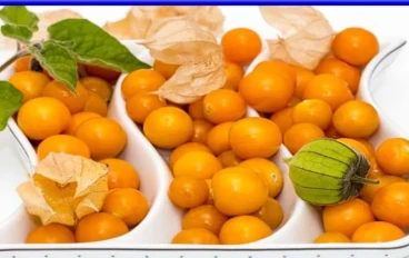 الحرنكش (التوت الذهبي)... لا تأكله بتلك الحالة ....فقد يكون سامًا!!!!