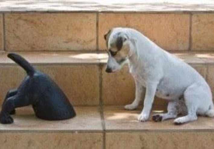 صور هزلية من الشرق والغرب   ( حتى فى طلب  وظيفة في مدينة دبى  )