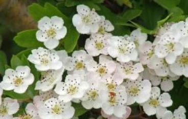 فوائد زهر الزعرور