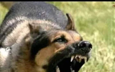 قصة الكلب الذي ثأر للنبي صلى الله عليه وسلم 
