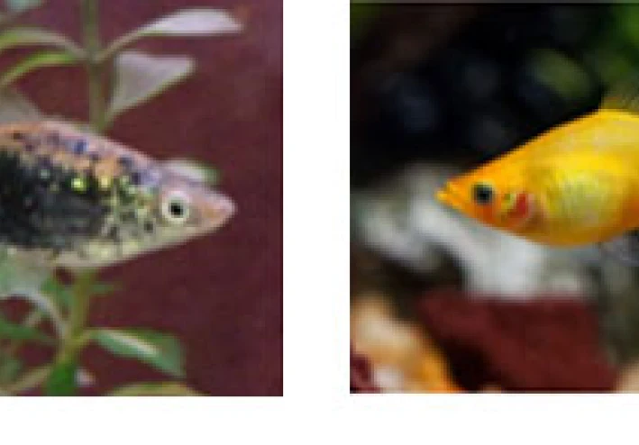 اسماك الزينة سمك بلاتي PLATY
