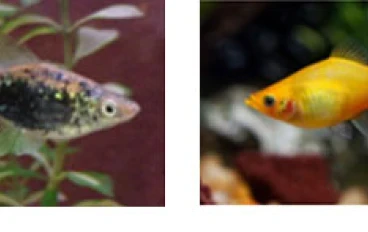 اسماك الزينة سمك بلاتي PLATY