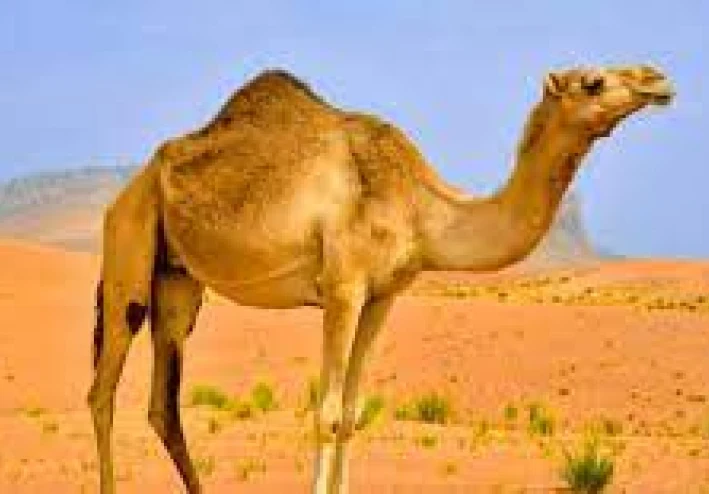 مقالة عن الجمل وتعريفها وتكاثرها