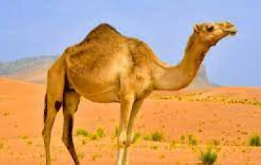 مقالة عن الجمل وتعريفها وتكاثرها 