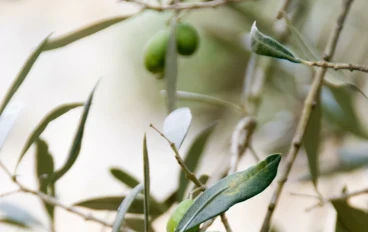 نظرة عامة عن المنتجات الزراعية الرئيسية في فلسطين وبعض النقاط الرئيسية المتعلقة بها.