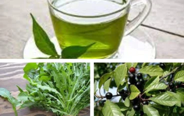 ما هي أعشاب إنقاص الوزن؟