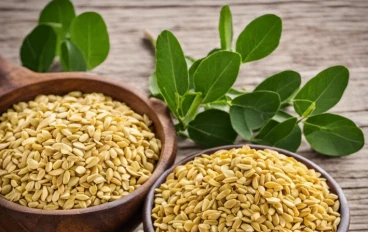 فوائد الحلبة الحصى دليل شامل