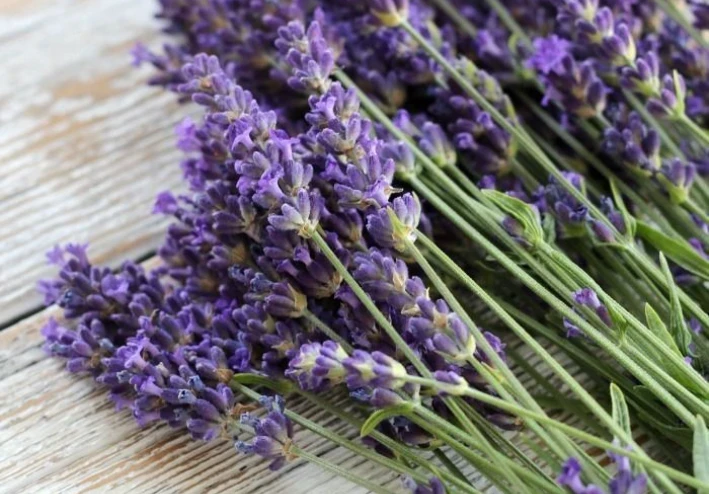 النباتات و رائحتها العطرة الجميله