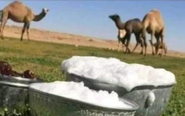 معلومات عن حليب الإبل والعلاج الفعال لفيروس الكبد