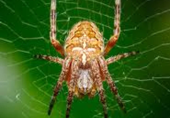 🕷 *فائدتان جميلتان من سورة العنكبوت*🕷: