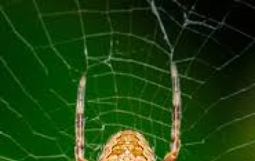🕷 *فائدتان جميلتان من سورة العنكبوت*🕷: