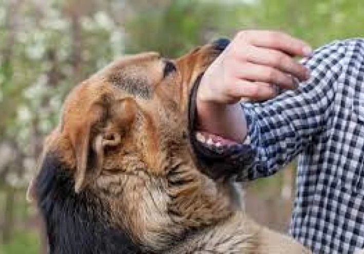 What is canine disease and how do you protect yourself from it?