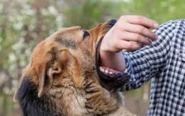 Rabies: symptoms and treatment