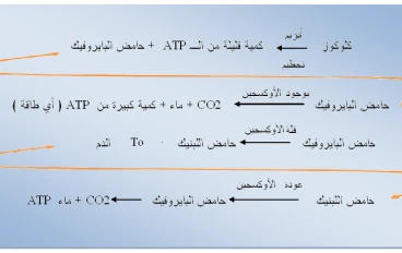 نظام حامض الاكتيك ( حمض اللبنيك) وماذا يفعل عند تراكمه في جسم الانسان