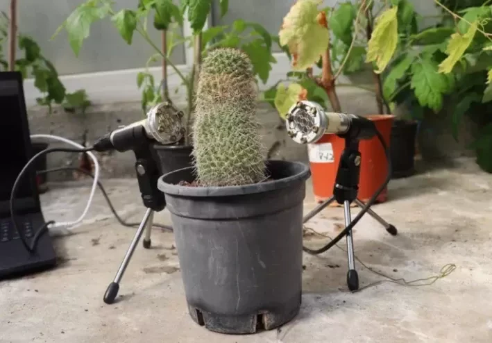 Scientist Reveals Plants “Scream” When Cut, Using Ultrasonic Devices