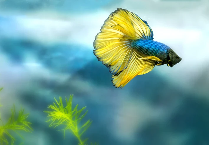أسماك الزينة هافمون Halfmoon Betta Fish