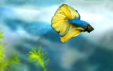 أسماك الزينة هافمون Halfmoon Betta Fish