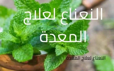 النعناع ل علاج المعدة القولون