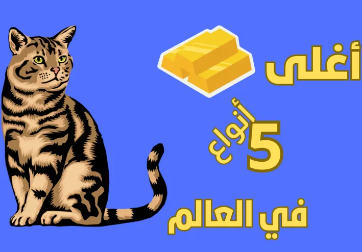 تعرف على أغلى 5 أنواع من القطط..مع أسعارها