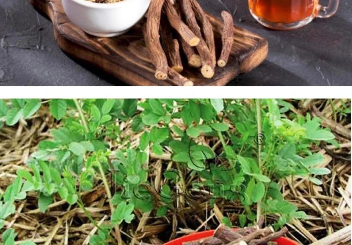 فوائد واضرار  العرق سوس للجسم .