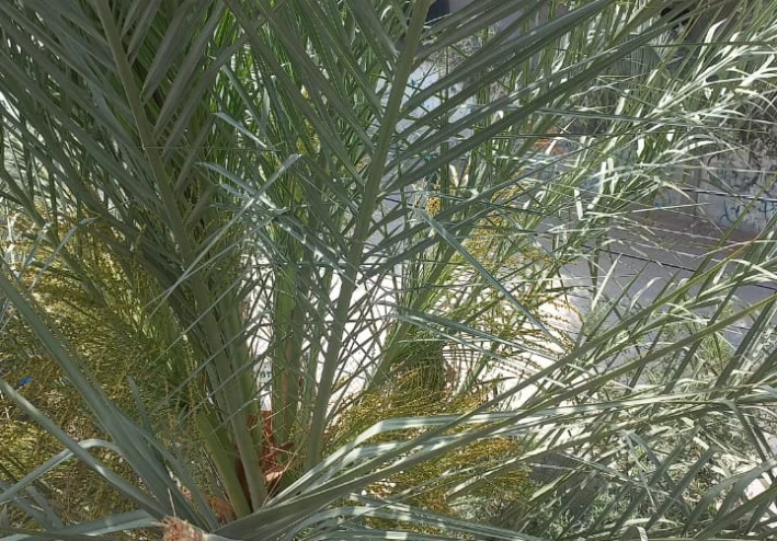 يوميات من سطور غزة