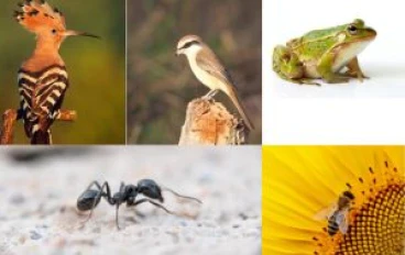 5 دواب أمر النبي بقتلها،  و 5 أخرى نهى عنها
