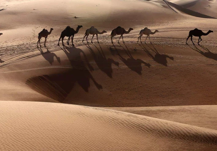 هل الجمل حقاً خلق من نار!!! ما علاقة مسلسل المداح اسطورة الوادي بذلك ولماذا اثار جدلاً واسعاً !!