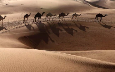 هل الجمل حقاً خلق من نار!!! ما علاقة مسلسل المداح اسطورة الوادي بذلك ولماذا اثار جدلاً واسعاً !!