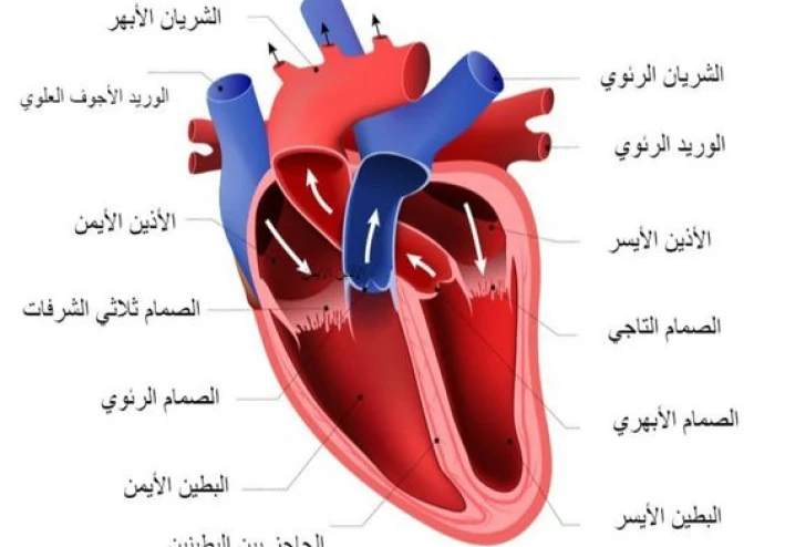 نبض الحياه : رحلة عبر دروب القلب