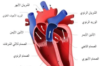 نبض الحياه : رحلة عبر دروب القلب