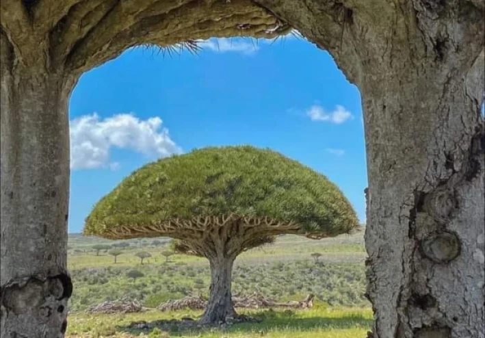 سقطرئ جزيرة الأحلام