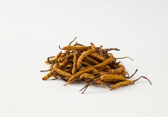 فطر كورديسيبس: Cordyceps