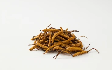 فطر كورديسيبس: Cordyceps