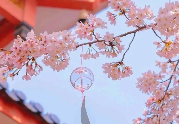 Sakura flowers and their benefits on the skin