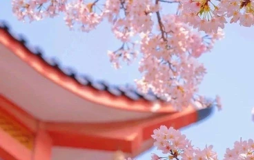 Sakura flowers and their benefits on the skin