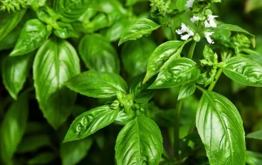 فوائد نبات الريحان  وطرق زراعته 