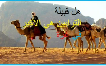 هل قبيلة الترابين هي الاكبر في غزة بين البدو ؟