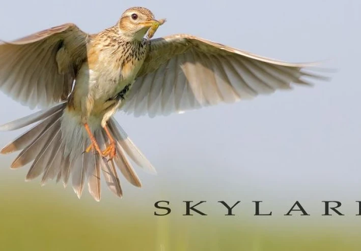 قصيدة Skylark بواسطة الشاعر Shelley خالية من السرقة العلمية 2023