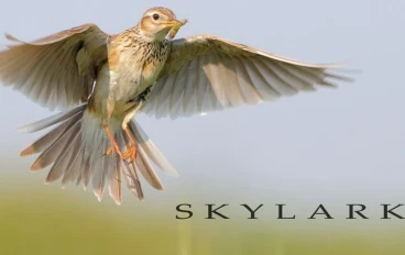 قصيدة Skylark بواسطة الشاعر Shelley خالية من السرقة العلمية 2023