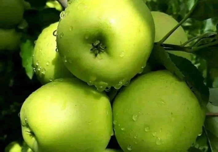 فوائد فاكهة التفاح